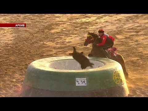 Видео: Көк-Бөрүчүлөргө көз тийдиби? / 01.03.19 / НТС