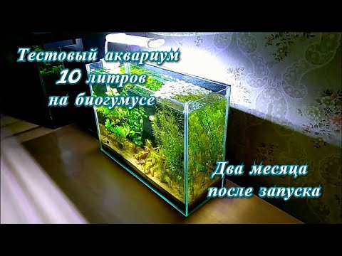 Видео: #Тестовый_аквариум_10L Питательная подложка биогумус. Два месяца после запуска.