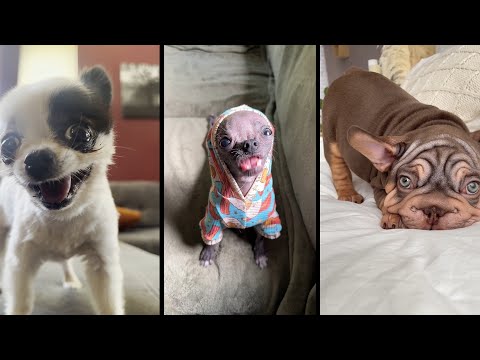 Видео: Funny and cute DOGS🐶Videos🔶 Сompilation  # 12🔶