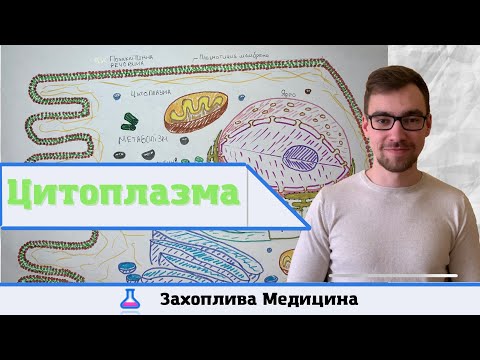 Видео: Будова клітини: Цитоплазма