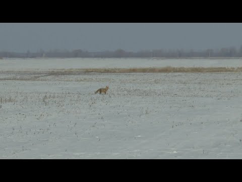 Видео: 3 УДАЧНЫЕ ОХОТЫ НА ЛИСУ. РАЗВЕДКА ОХОТЫ НА ГУСЯ