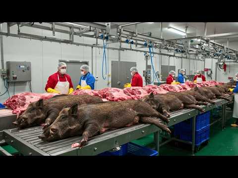 Видео: Удивительно: как Техас превращает миллионы диких кабанов в еду — раскрыт невероятный процесс