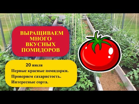 Видео: 6 часть. 20 июля — Первые красные помидорки проверяю на сахаристость.