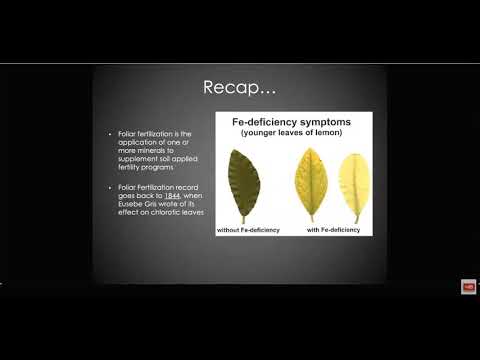 Видео: Чудеса творит Tainio внекорневыми подкормками.