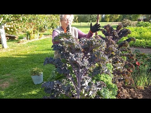 Видео: В деревне Беларуси. Сок из нашего винограда. Мотоблок помог. Выкорчевали старую вишню. Цветы в саду.
