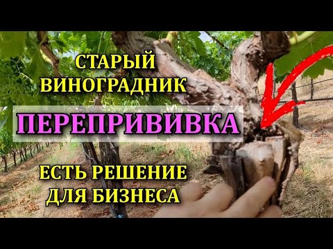 Видео: ПЕРЕПРИВИВКА СТАРОГО ВИНОГРАДНИКА ЛУЧШИЙ СПОСОБ