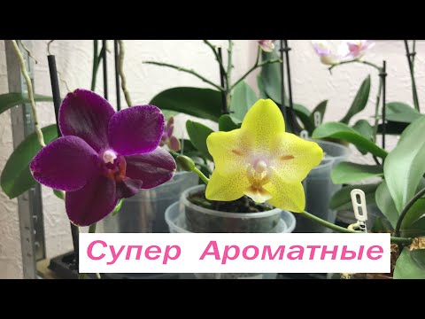 Видео: От АРОМАТА этих орхидей идет КРУГОМ ГОЛОВА! Орхидеи которые я советую ВСЕМ! Грин Бетмен, Сого Релекс