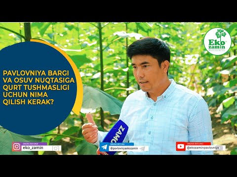 Видео: Павловния барги ва ўсув нуқтасига қурт тушмаслиги учун нима қилиш керак?
