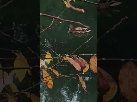 Видео: 11 октября 2025 г.