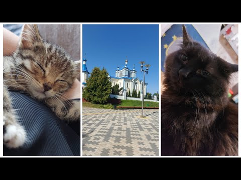 Видео: VLOG 507: БУБЛИК ПРОЗРЕЛ!