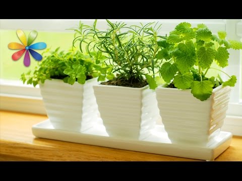 Видео: Сажаем зелень на зиму - Все буде добре - Выпуск 80 - 15.11.2012 - Все будет хорошо