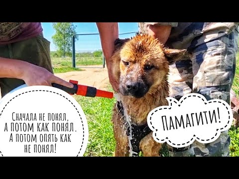 Видео: Замочили Пса и всех вокруг. Собака с запахом персикового марципана