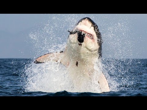 Видео: Большая белая АКУЛА в деле! Гигантский суперхищник океана!