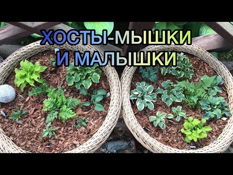 Видео: Хосты-мышки и малышки 2023! Часть 3. Обзор