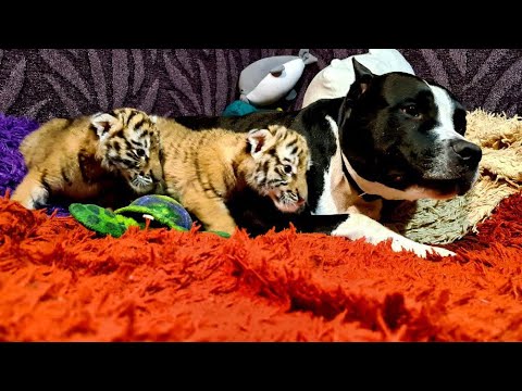 Видео: Питбуль и Тигрята / Pitbull and Tiger cubs ll 8 series