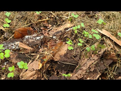 Видео: А как сажать в неразложившуюся органику мелкие культуры  ?