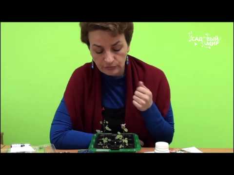 Видео: Как вырастить розу из семян ЧАСТЬ  5