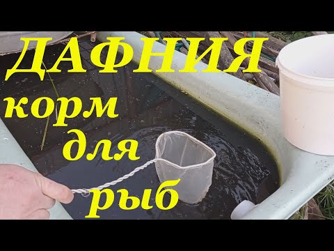 Видео: Дафния корм для рыб Кормление рыбок Живой корм