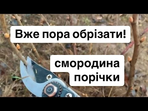 Видео: Обрізка смородини й порічок