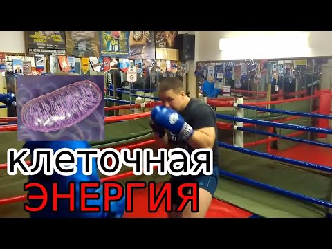 Видео: Как не уставать в боксе .Научный подход