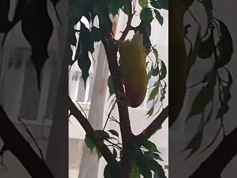 Видео: 3 ноября 2025 г.