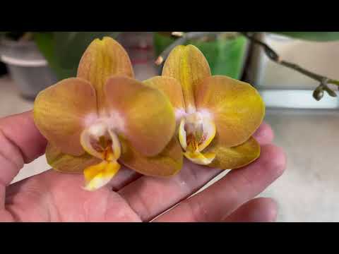 Видео: ПОЛИВ ОРХИДЕЙ В ЗАКРЫТОЙ СИСТЕМЕ 🌺🌸🌼ОРХИДЕЯ «Лас Вегас» 3 года вместе 😅