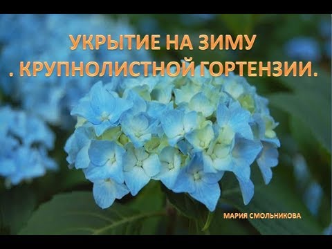 Видео: Укрытие на зиму крупнолистной гортензии .