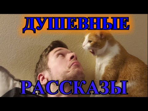 Видео: ДУШЕВНЫЕ  РАССКАЗЫ❤️Я ВЫБИРАЮ ЕГО❤️ДУРАК❤️ТЁЩА❤️ ПОЛКОВНИК❤️ПИСЬМА НА НЕБО @TEFI РАНАСТОЯЩИЙССКАЗЫ