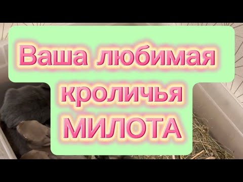 Видео: Кроличья милота