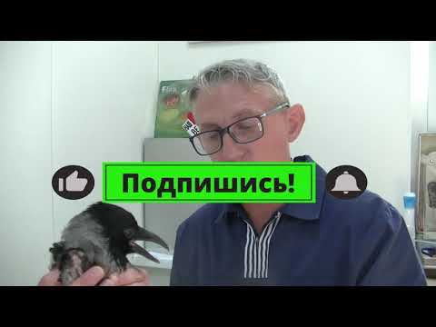 Видео: Ш.В.О  Как правильно подрезать когти серой вороне  02 07 2024