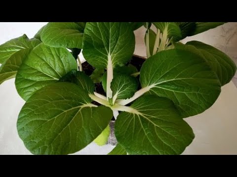 Видео: Как вырастить китайскую капусту Пак-Чой на подоконнике