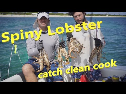 Видео: Caribbean Spiny Lobster: Catch Clean Cook | Флоридский лобстер: как поймать и приготовить