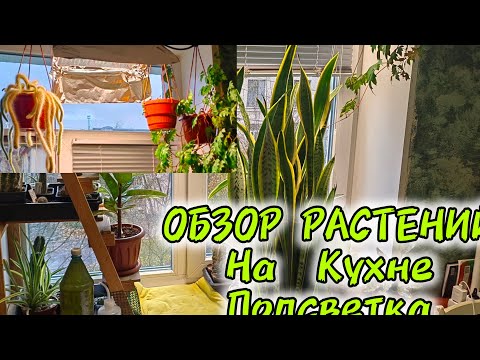 Видео: ОБЗОР РАСТЕНИЙ НА КУХНЕ / ПОДСВЕТКА НА ОКНО/ ОКТЯБРЬ 2024 