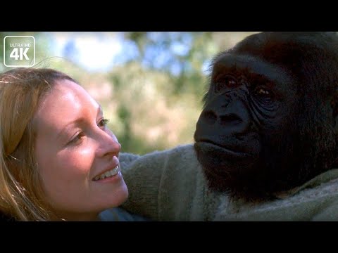 Видео: Горилла, которая стала человеком