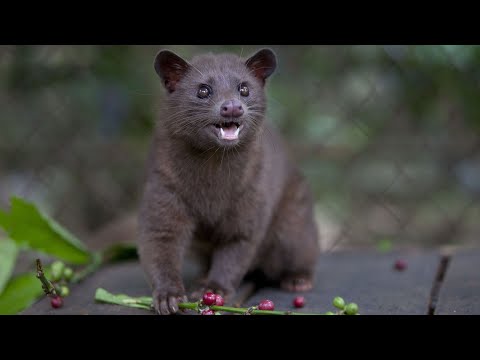 Видео: Мусанг: Производитель самого дорого кофе | Интересные факты про виверровых