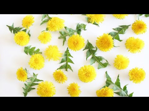 Видео: Статус-кво. Климченко НАдЖИ Баер / Философия Онкологии продать дороже