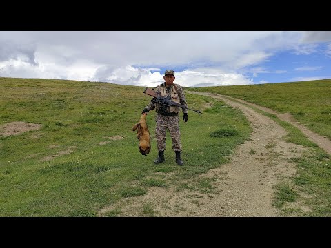 Видео: ОТКРЫТИЕ ОХОТЫ НА СУРКА / ИЮЛЬ 2023 / ВКО