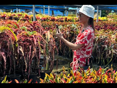 Видео: Прогулка по ферме кротонов в Таиланде. Октябрь 2025