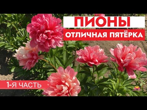 Видео: Их у нас много! Пионы, которые хорошо растут. Часть 1 / Сад Ворошиловой