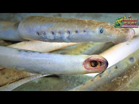 Видео: Эти морские пиявки особенно вкусны в сыром виде, Тала из миноги!