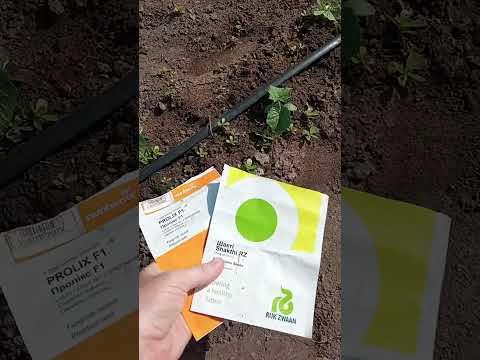 Видео: ШАКТІ і ПРОЛІКС - наш вибір цього року. А які сорти чи гібриди огірків садите Ви ???