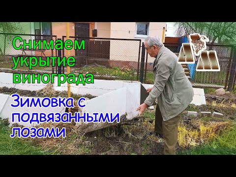 Видео: 🍇 Снимаем зимнее укрытие. Зимовка с подвязанными лозами