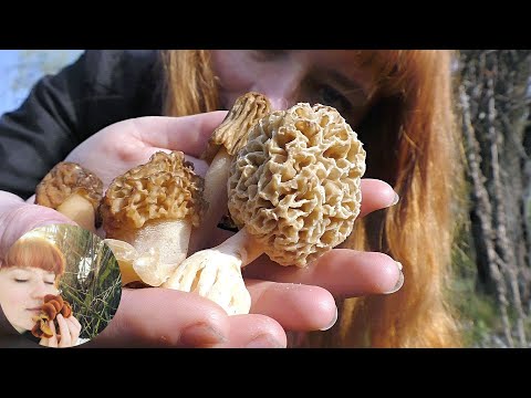 Видео: СМОРЧОК ОБЫКНОВЕННЫЙ. Отличия Сморчка от Сморчковой шапочки. Весенние грибы в мае 2021