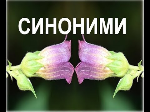 Видео: Синоними, евфемизъм