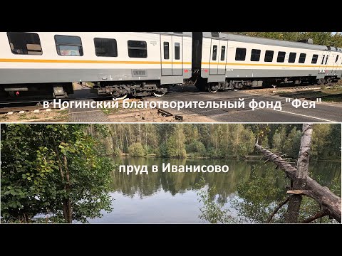 Видео: 2025-09-17 в Ногинск в благотворительный фонд "Фея" // пруд в Иванисово