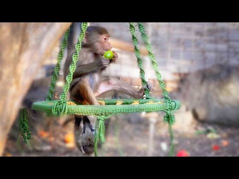 Видео: Маня рассказала как день прошел. Маленькие перчики для маленьких обезьян.Тося и носухи- милые кадры.