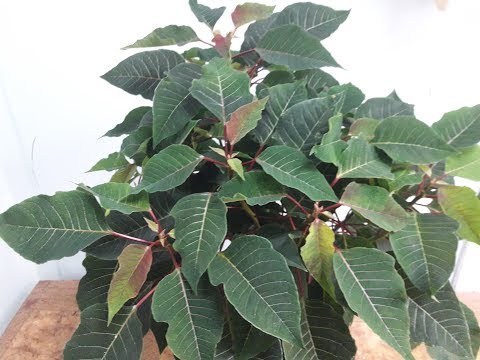 Видео: Пересадка ПУАНСЕТТИИ перед очередным цветением.