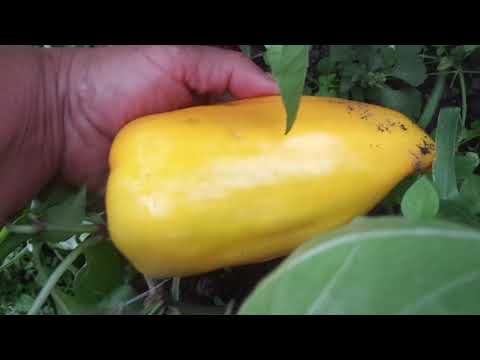 Видео: КАКИЕ ПЕРЦЫ ПОСПЕЛИ У МЕНЯ НА УЛИЦЕ. Ольга Чернова.