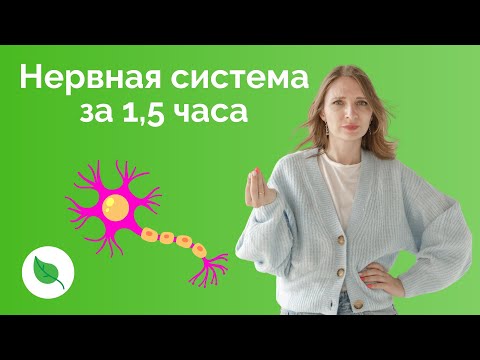 Видео: Нервная система за 1,5 часа для ЕГЭ по Биологии