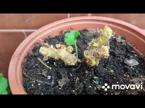 Видео: ЗОЛОТОЕ ПРАВИЛО ОБРЕЗКИ ПЕЛАРГОНИИ 7.11.2025